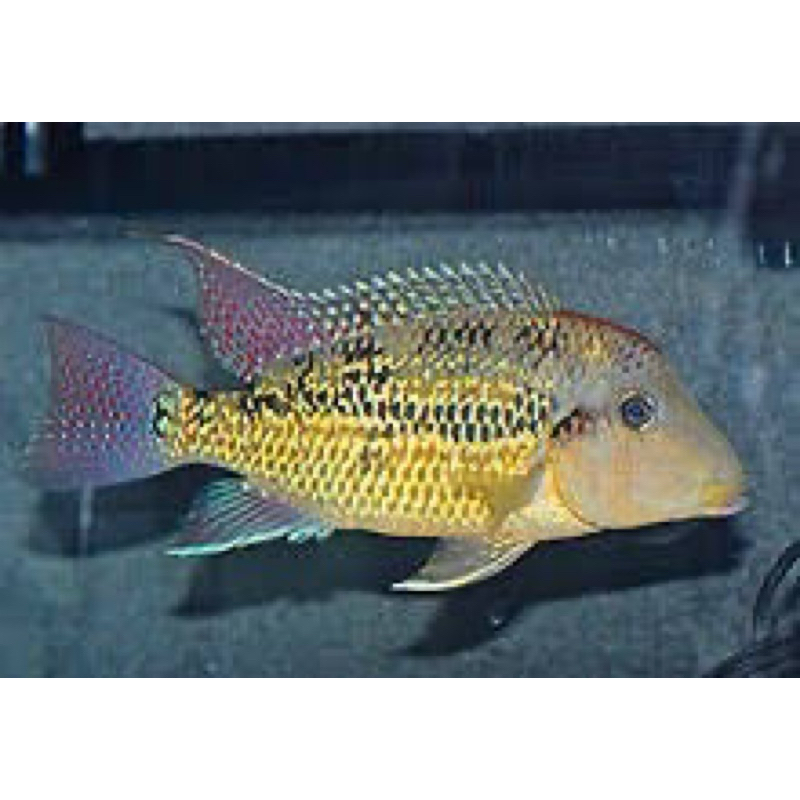 geophagus altosinu