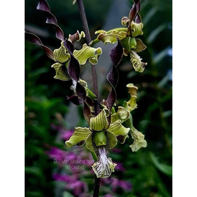 Seedling Dendrobium Putri junjung buih