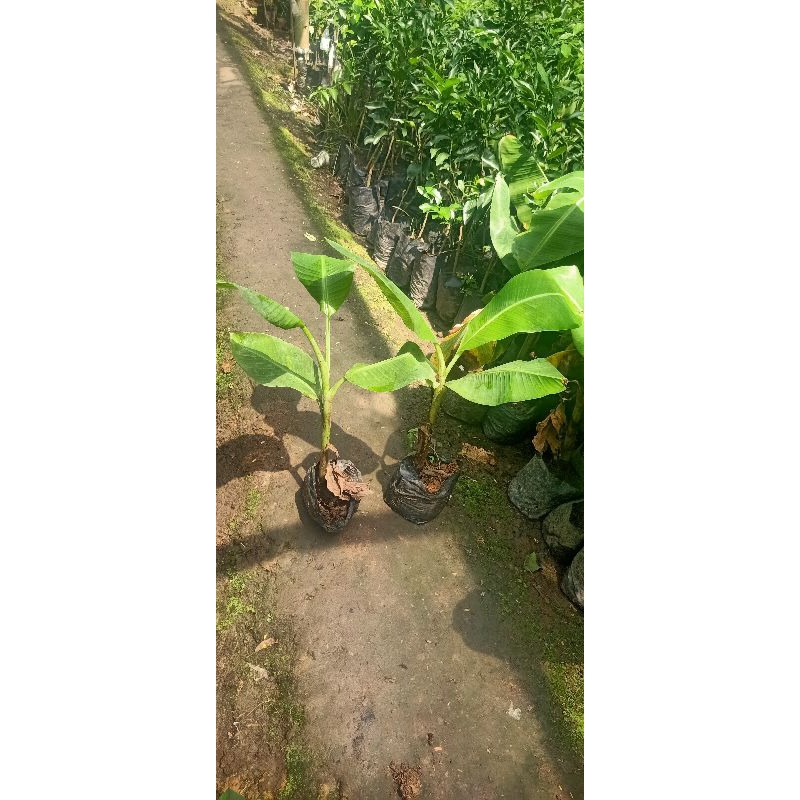 bibit pisang cavendish