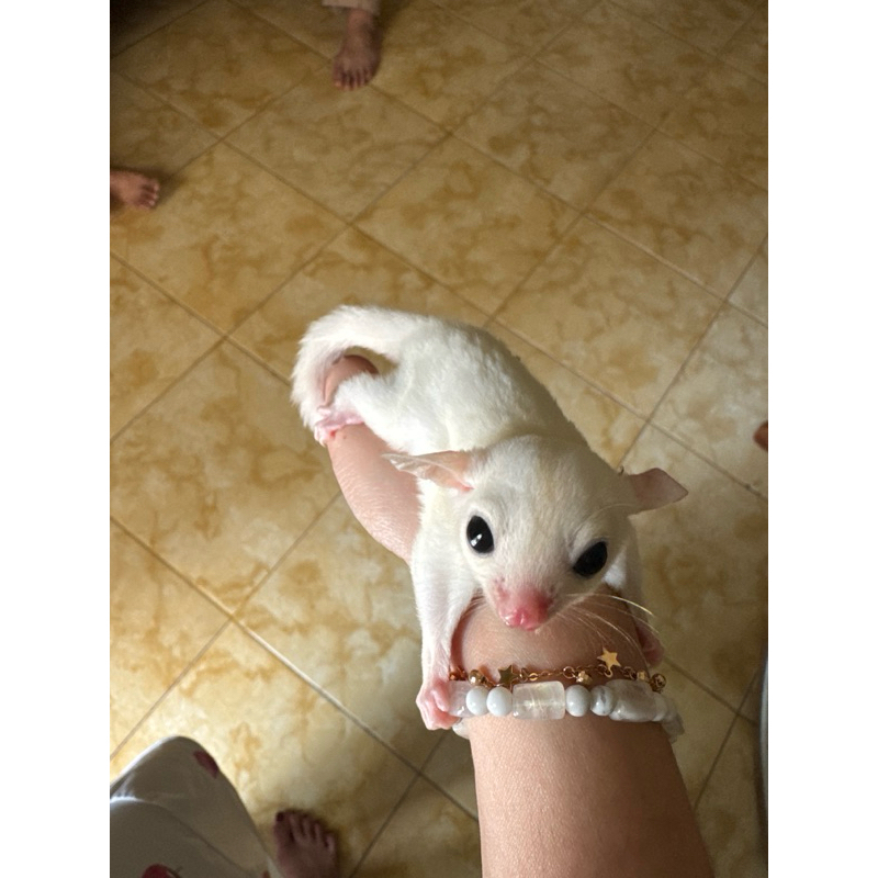 sugar glider leukistik