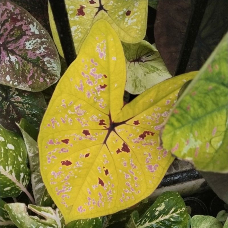 CALADIUM Sultan