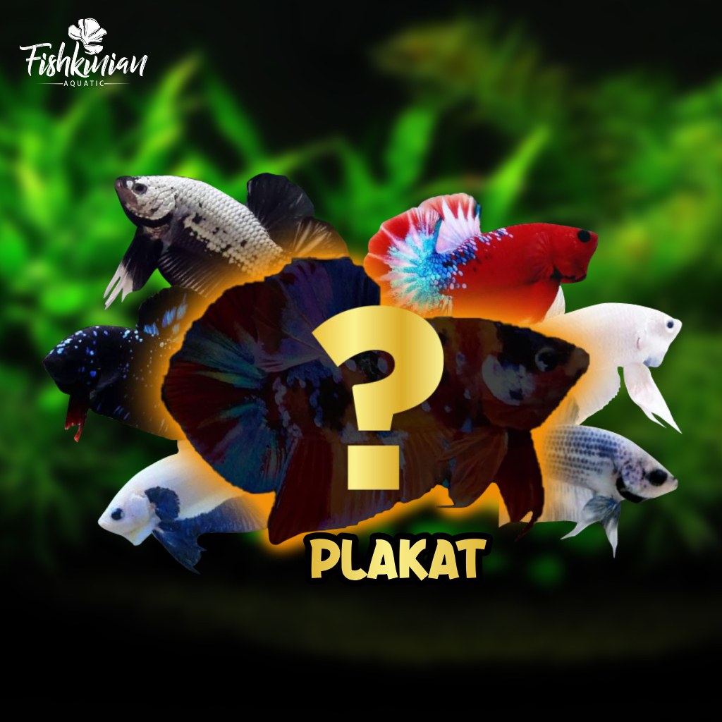 plakat/male/female