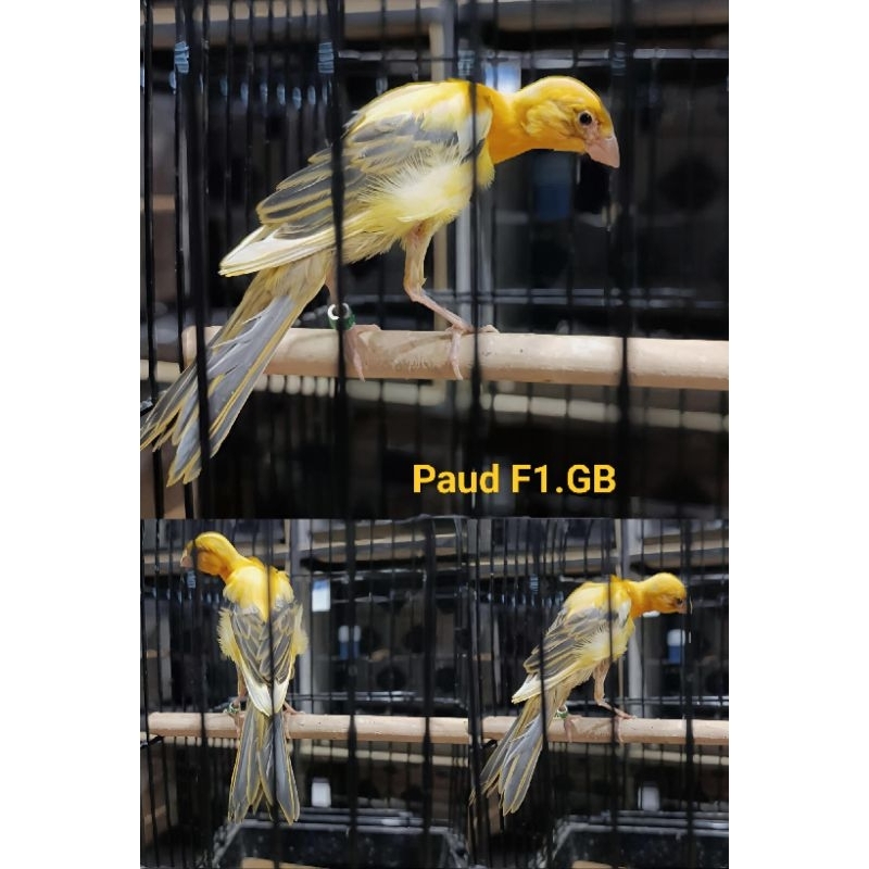 Paud F1GB