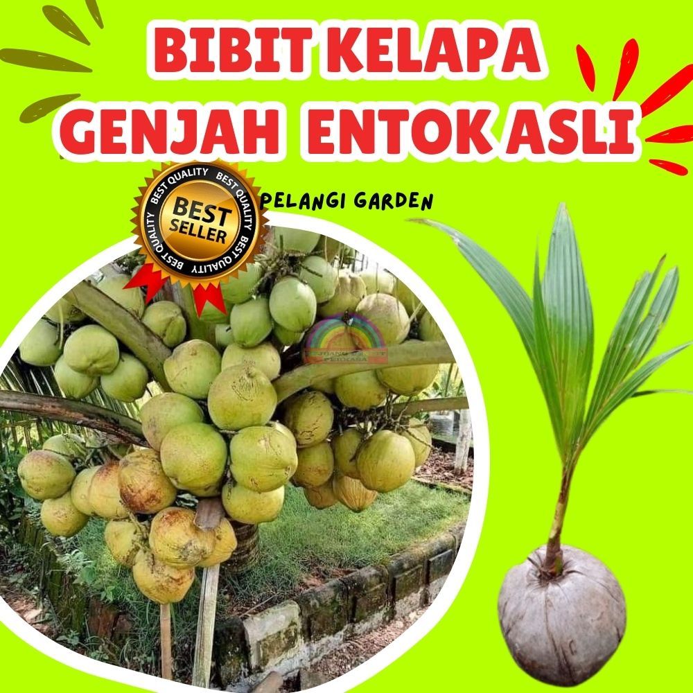 BIBIT UNGGUL..! Tanaman Kelapa Dalam