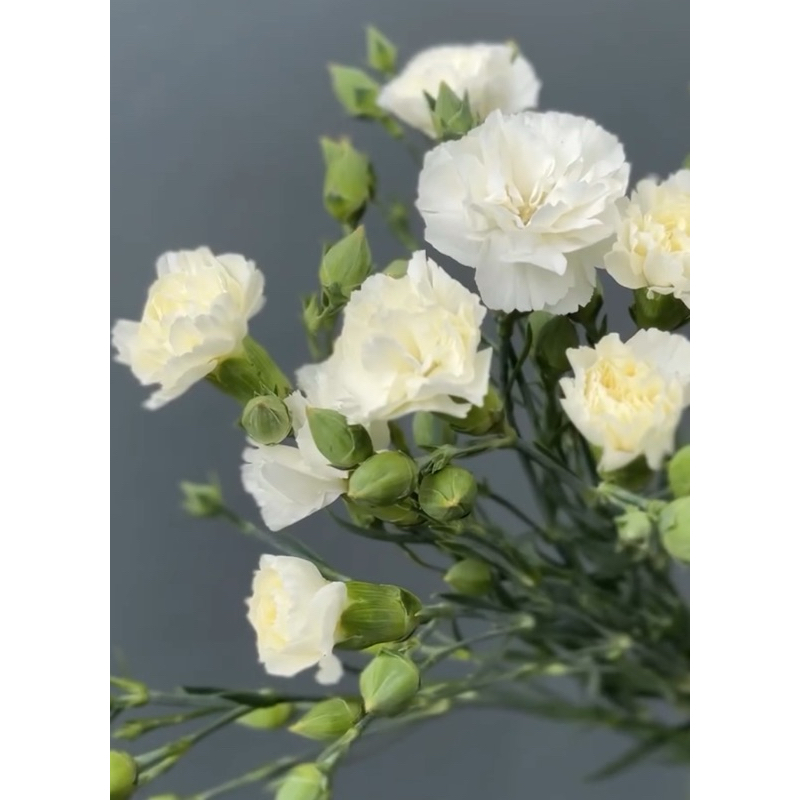 Bunga Carnation Putih Segar