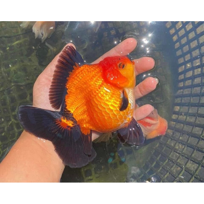 oranda black gold grade A+