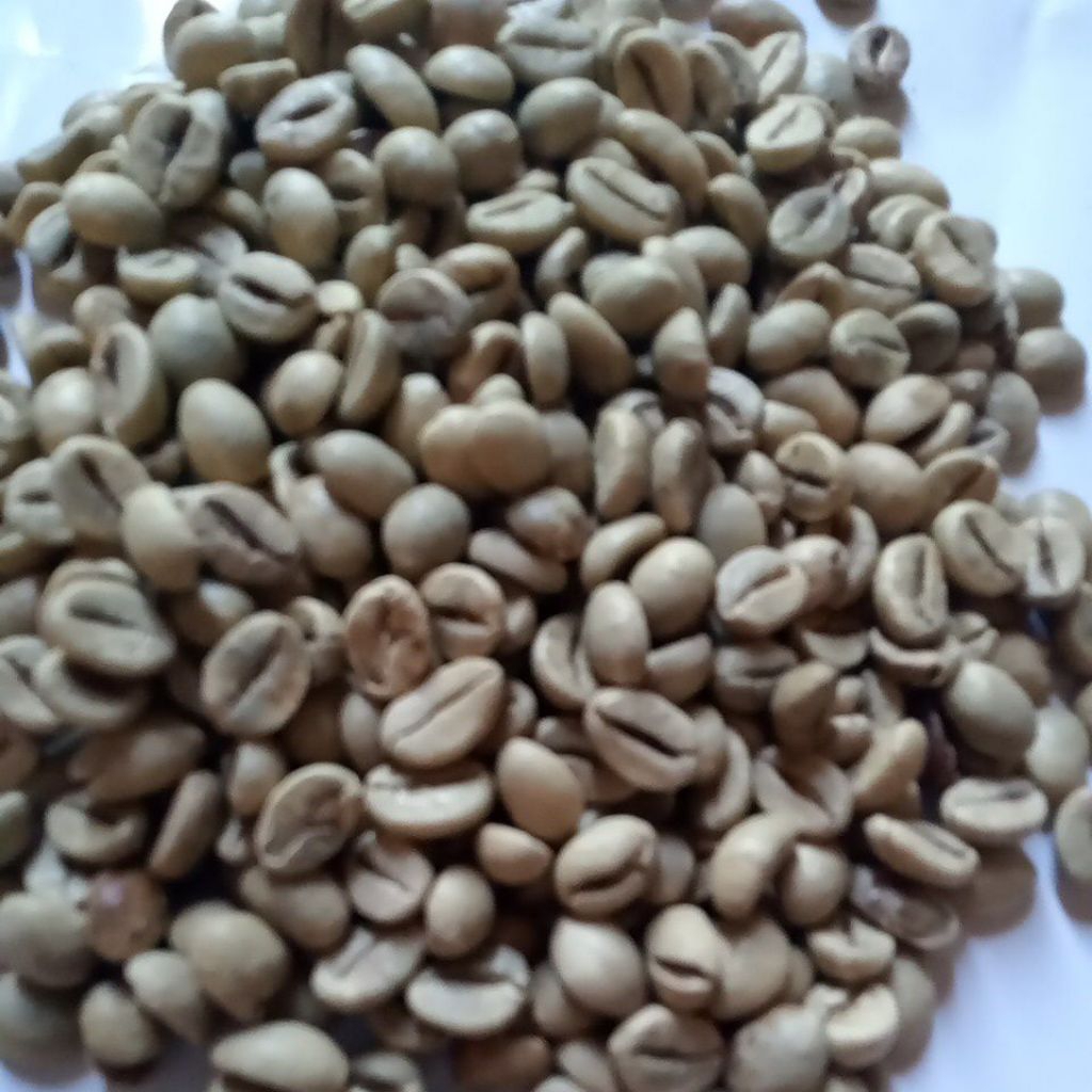 KOPIRABUSTA