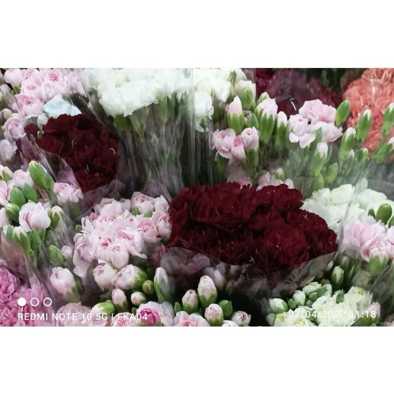 Bunga Carnation/Anyelir (Bunga Potong Lokal)
