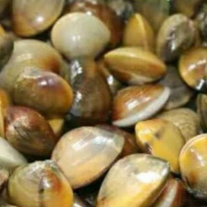 Remis Haremis Obat Herbal Alami