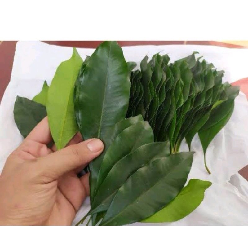 daun cengkeh segar 100gram