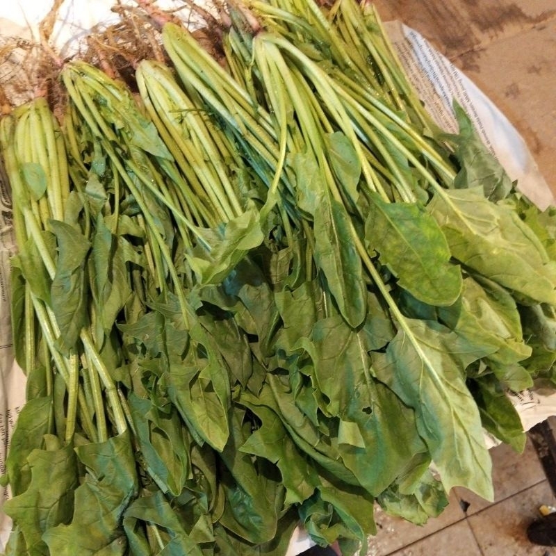 poling/bayam jepang