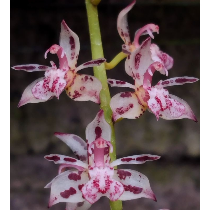 thecostele alata