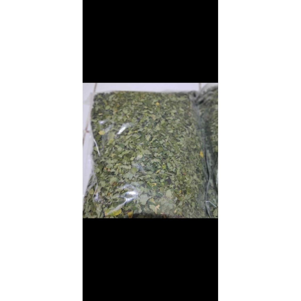 daun kelor
