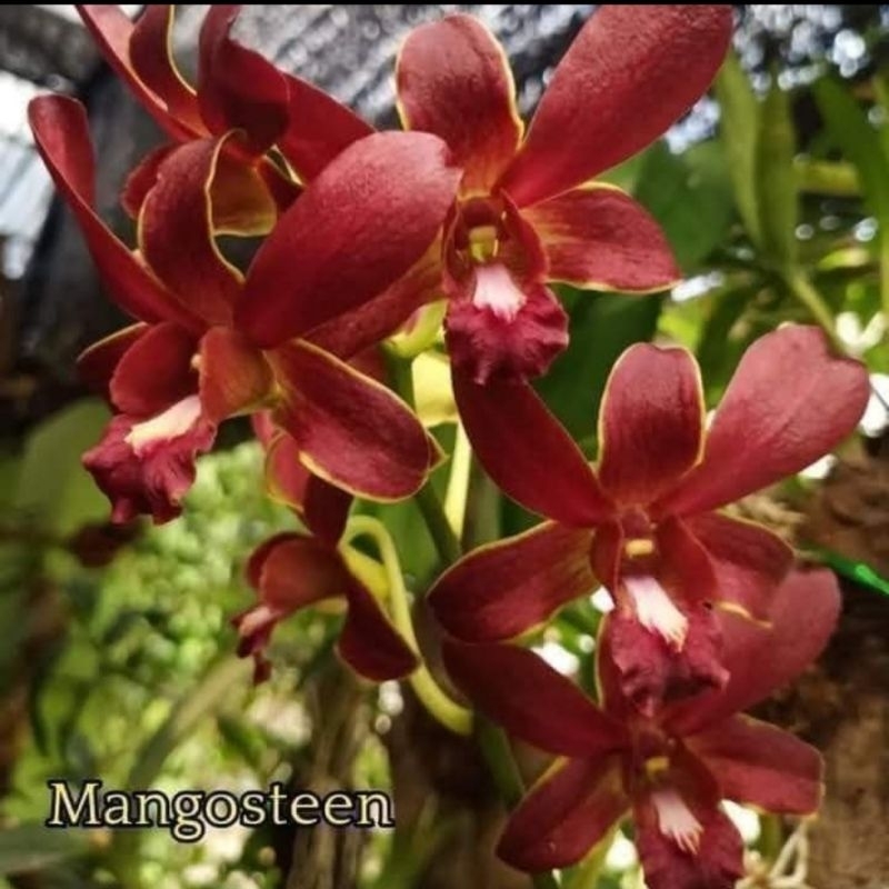 Anggrek Dendrobium Mangosten