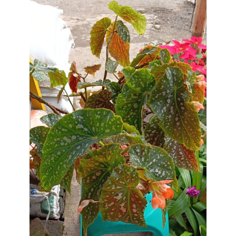 BEGONIA ANGEL WING