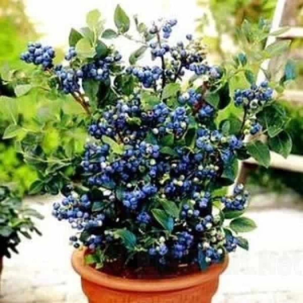 Bibit Blueberry Berkualitas