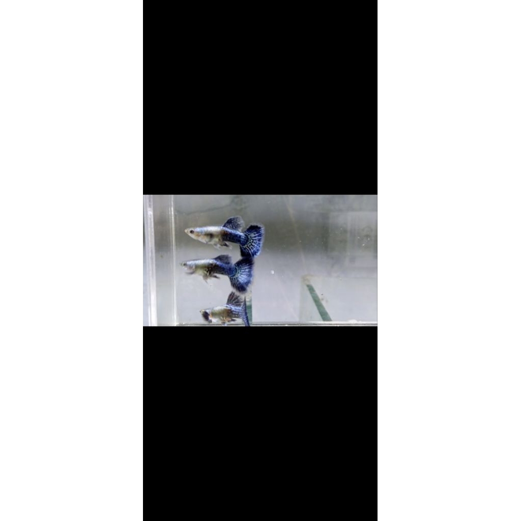 Platinum_Blue_Dragon