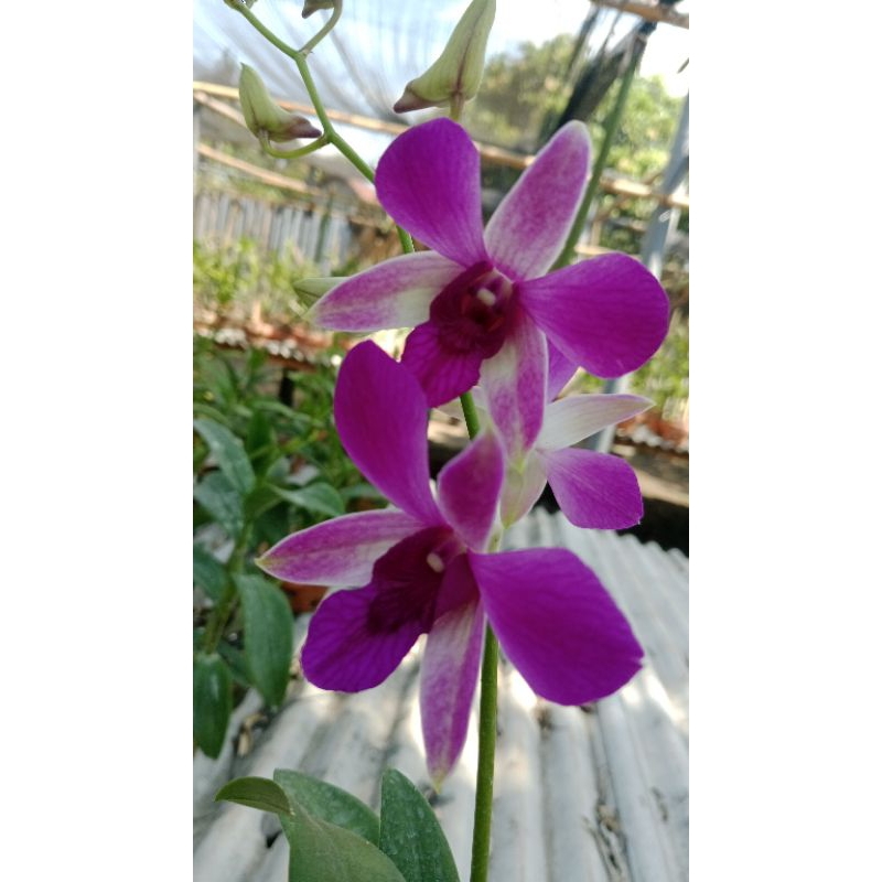 dendro dewasa