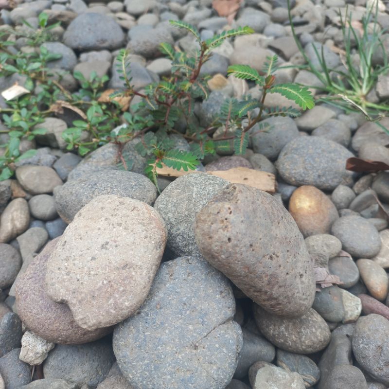 batu gosok daki 2pcs