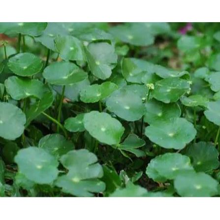 DAUN PEGAGAN - DAUN ANTANANSEGAR