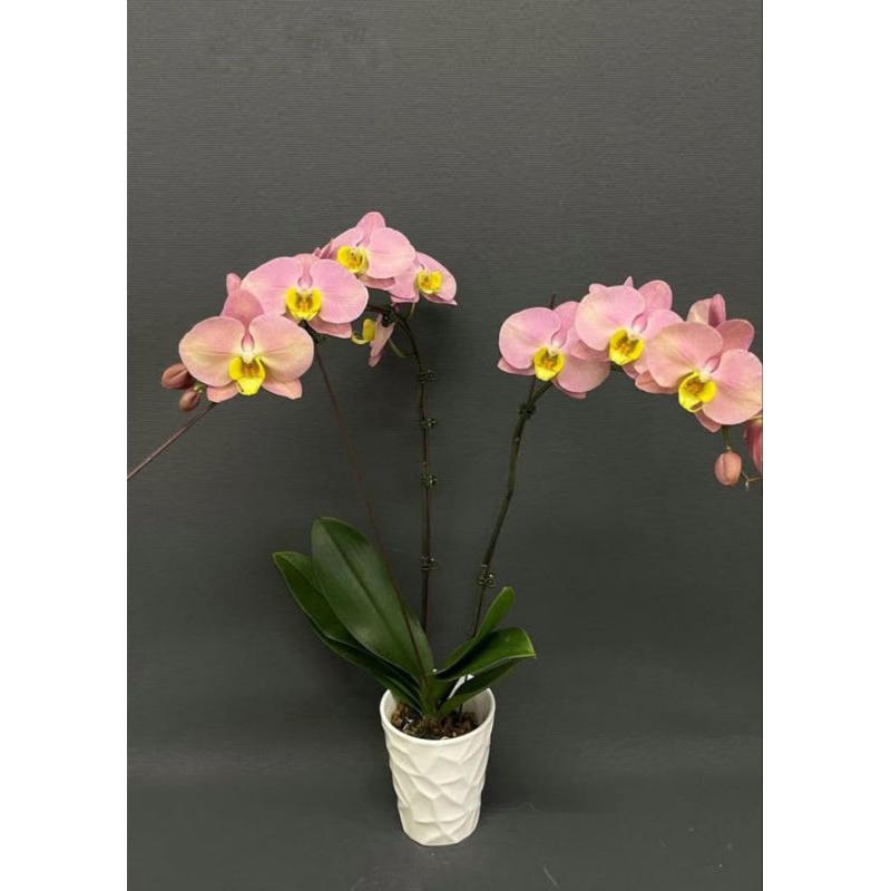 Anggrek bulan pink lady