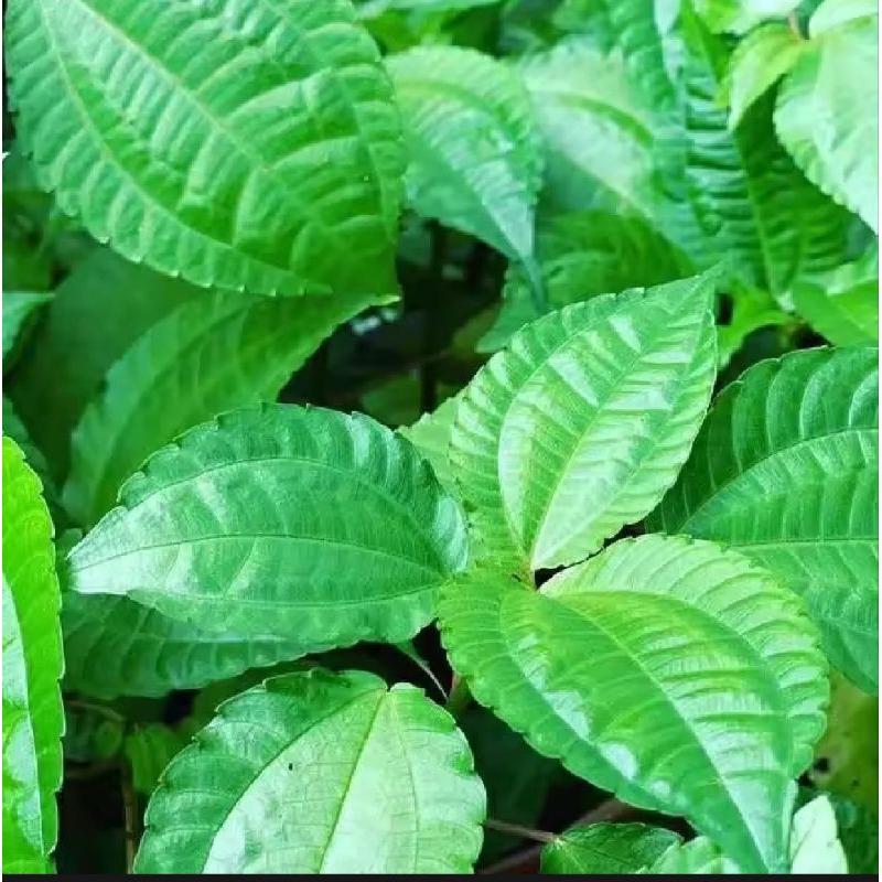Bibit tanaman poh pohan