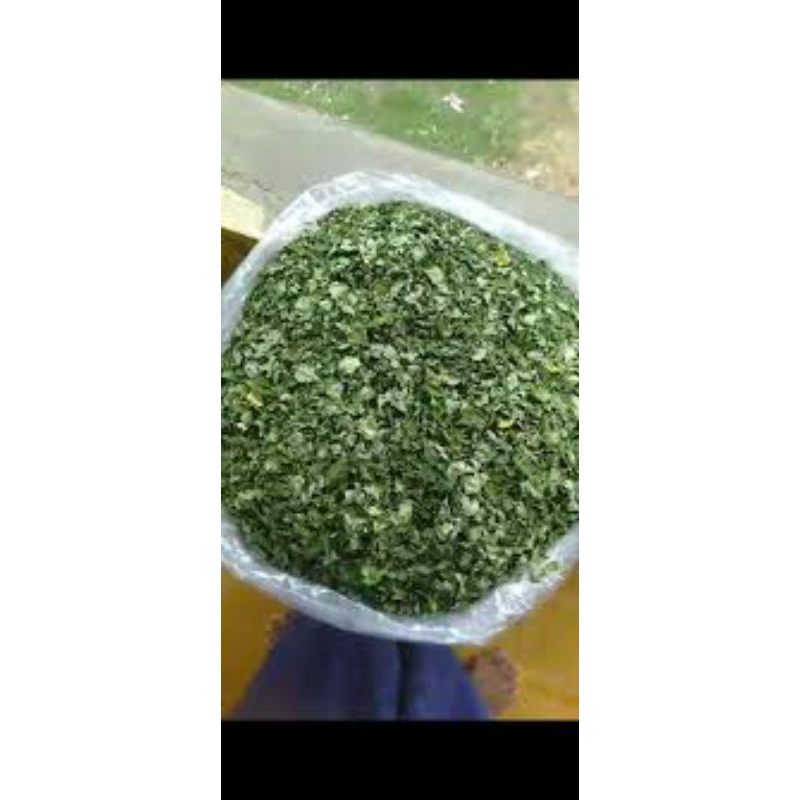 daun kelor kering