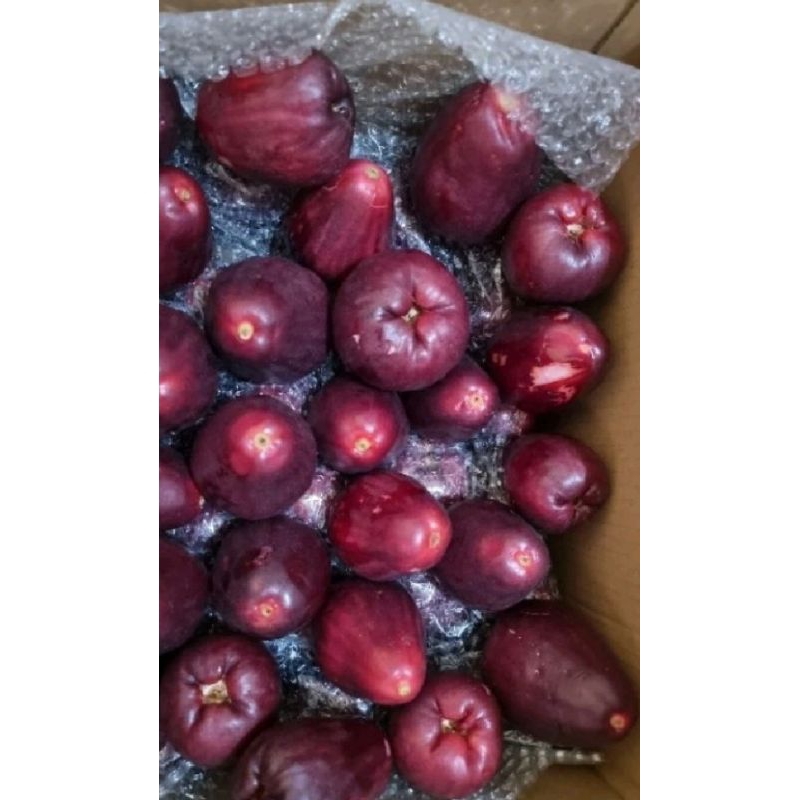 Jambu Bol/Jambu Jamaika 1kg