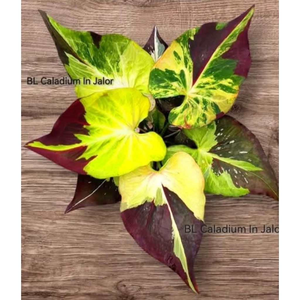 caladium Dwi kultur