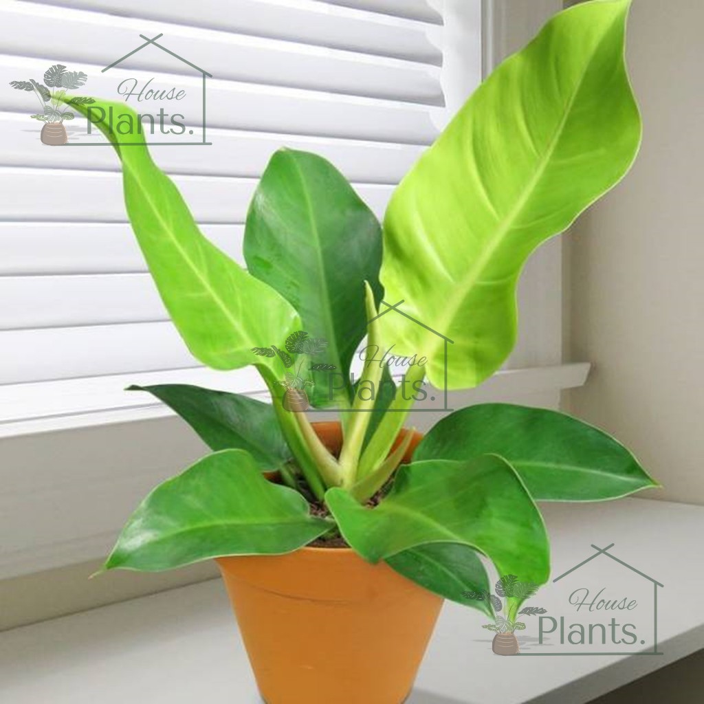 Tanaman Philodendron Moonlight MURAH