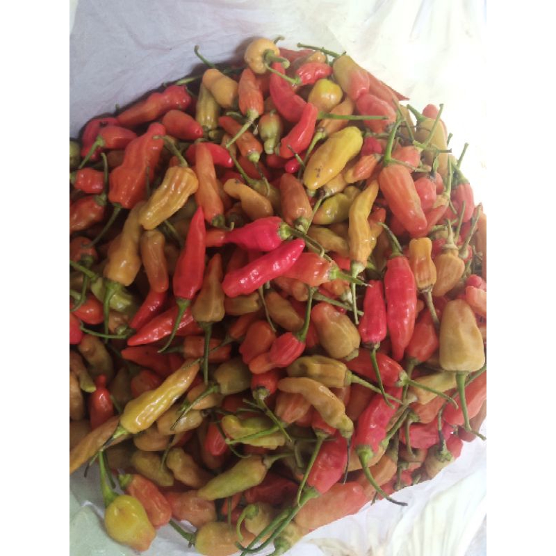 cabe rawit merah original fresh