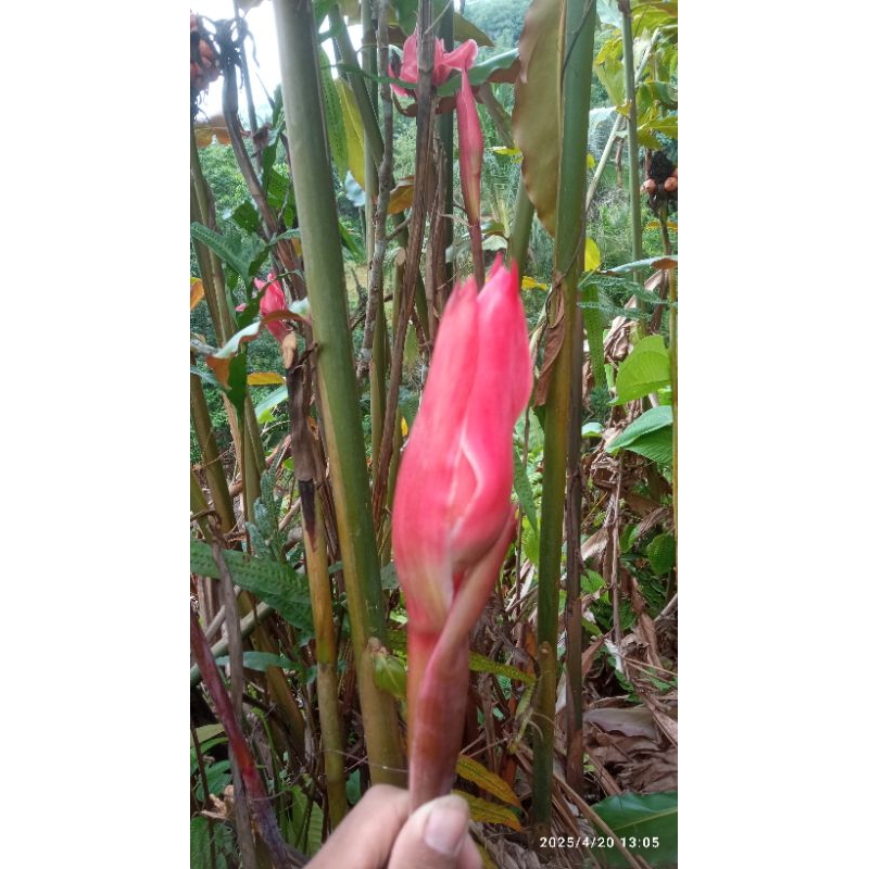 READY 500Gram BUNGA KECOMBRANG PRESS