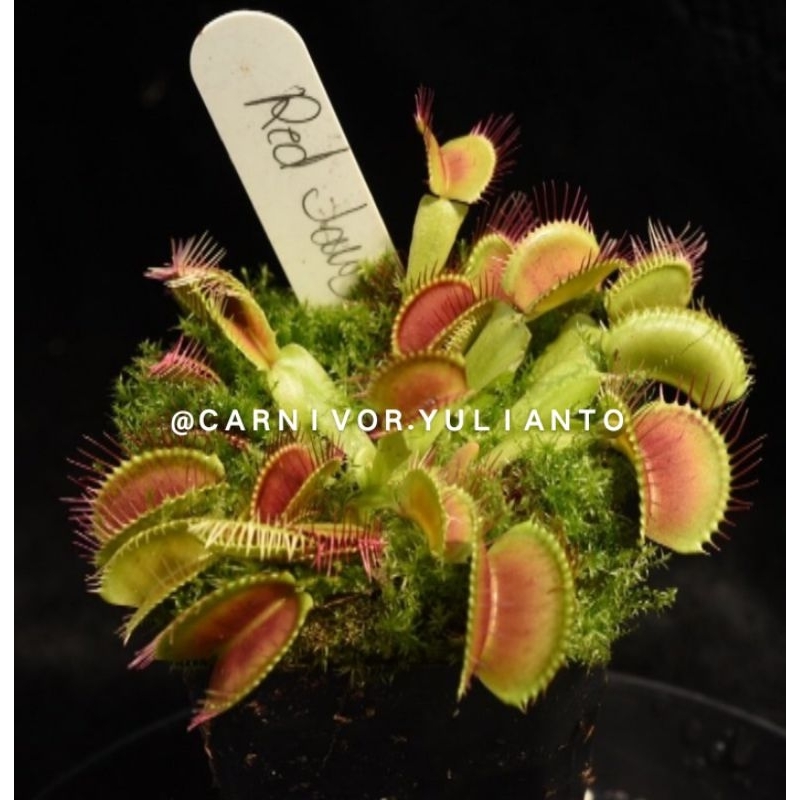 Biji Venus Fly Trap Red Jaws