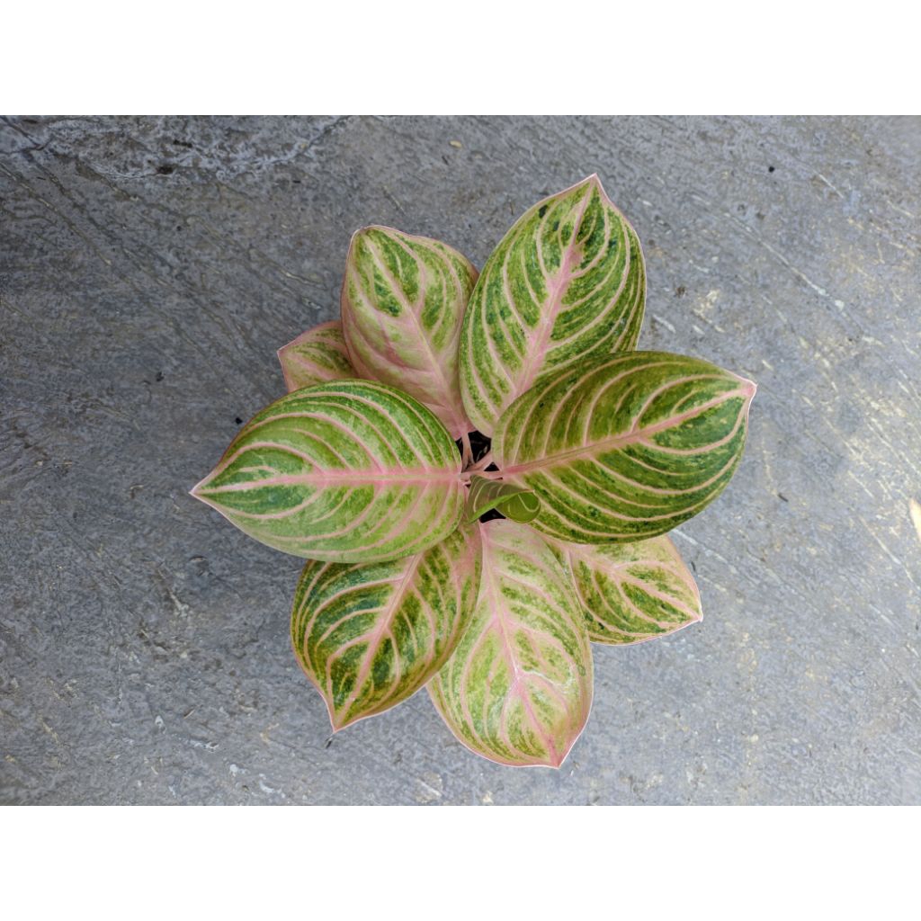 AGLONEMA RINJANI