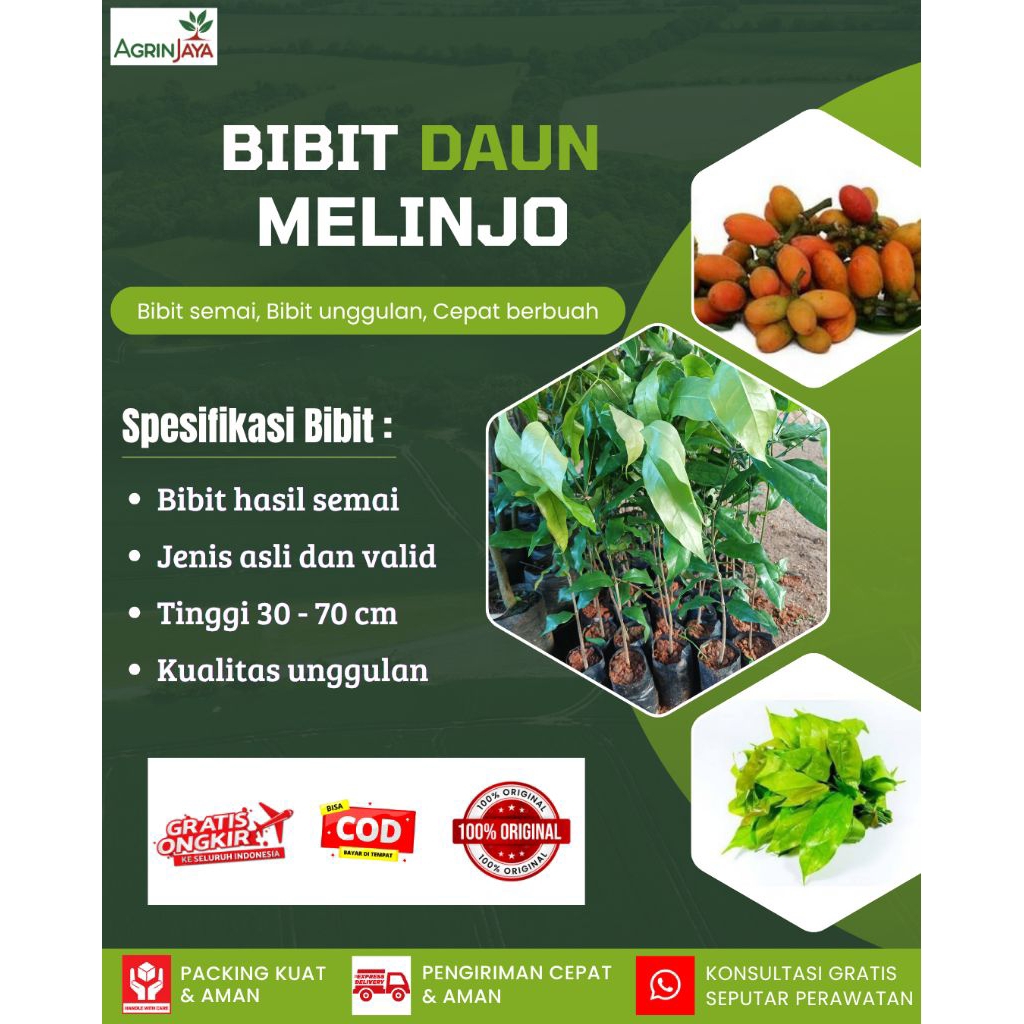 Bibit melinjo / daun so
