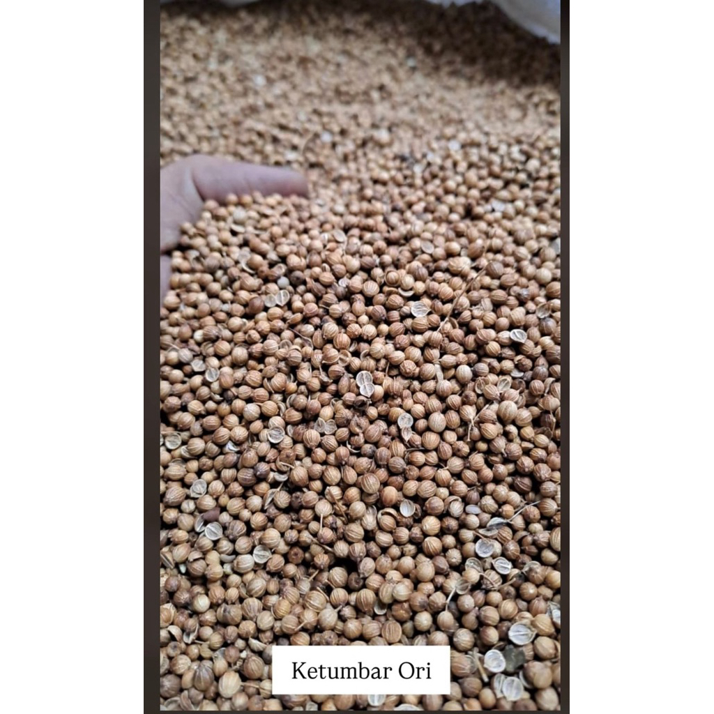ketumbar ori/hitam 5gr