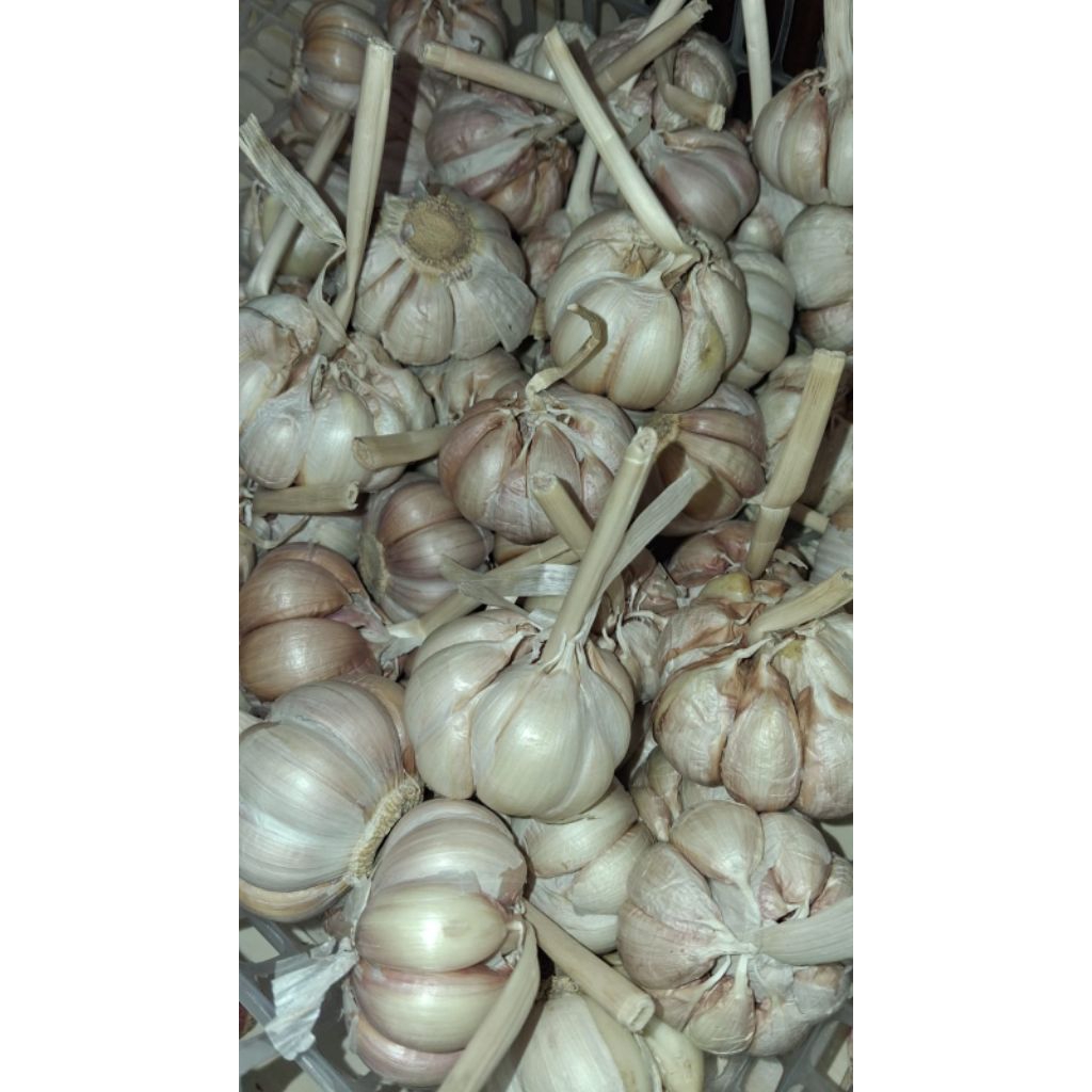 BAWANG PUTIH 1KG