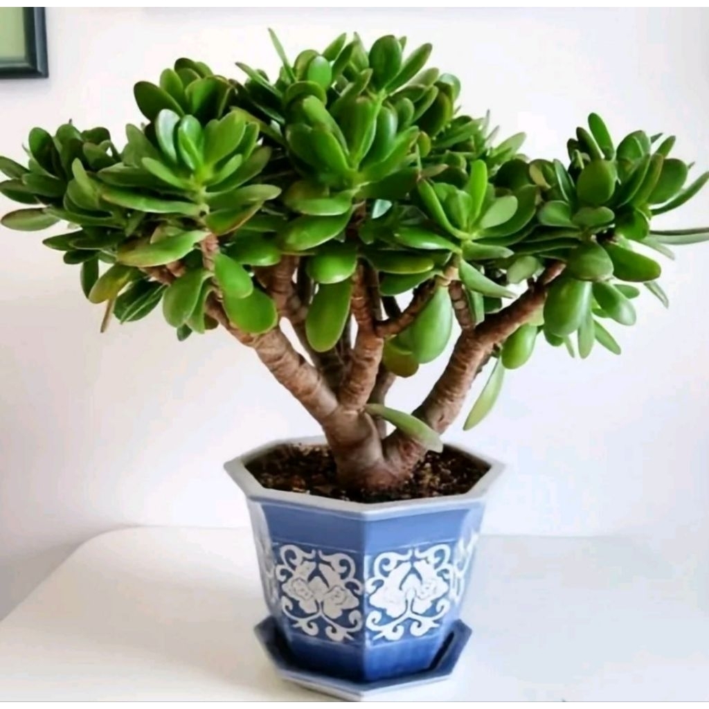 tanaman jadeplant