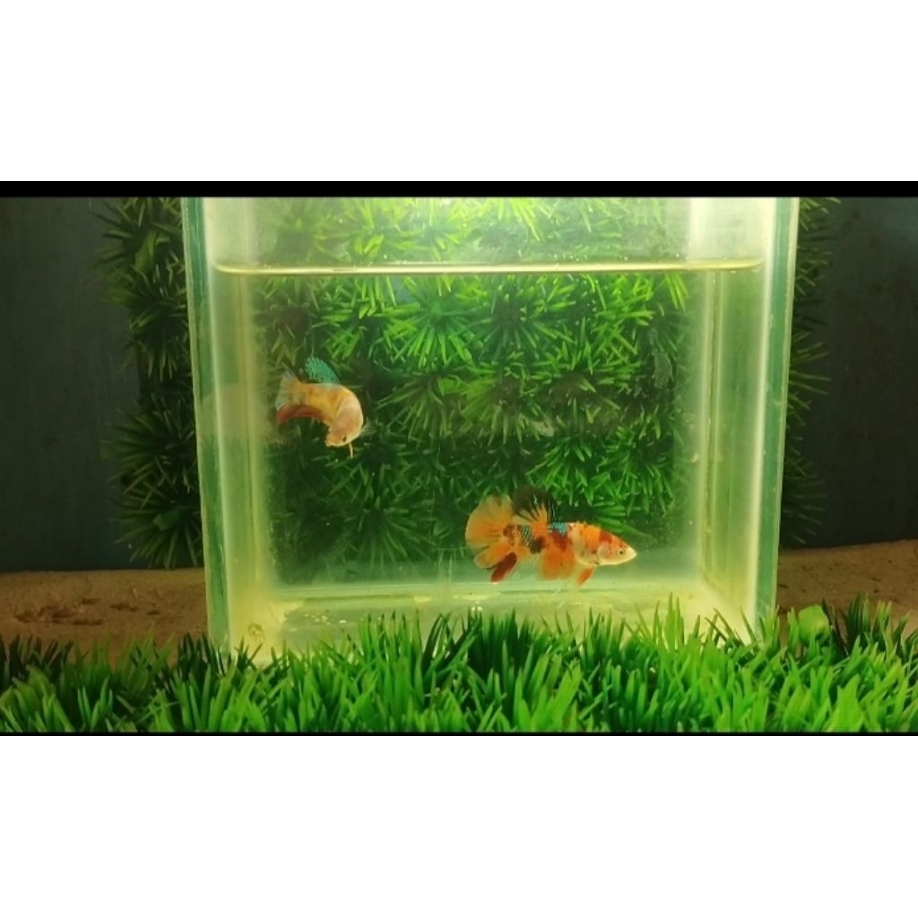 Cupang Sepasang Nemo multi