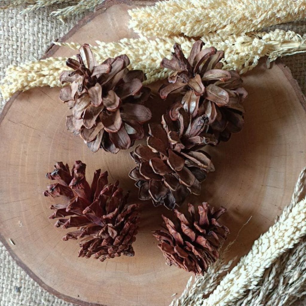 Bunga Pinus Kering/Pine Cone Bahan Dekorasi
