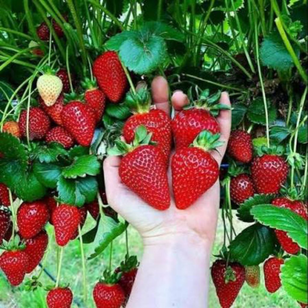 Bibit Strawberry Cepat Berbuah