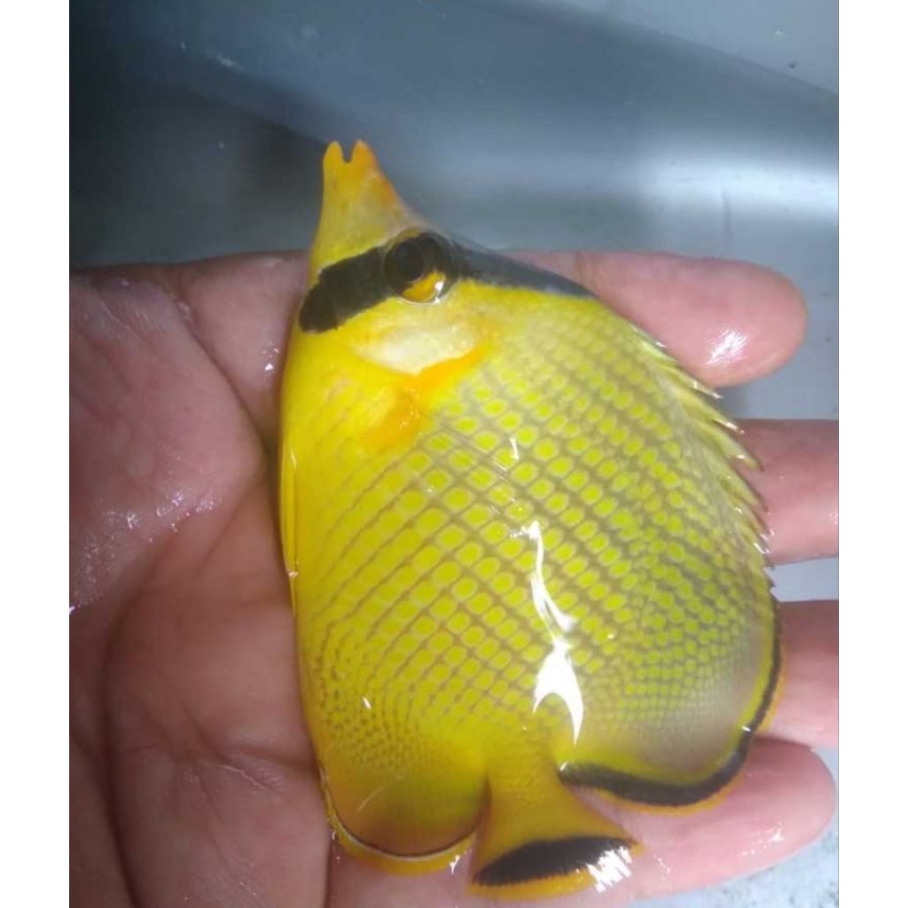 kepe nanas
