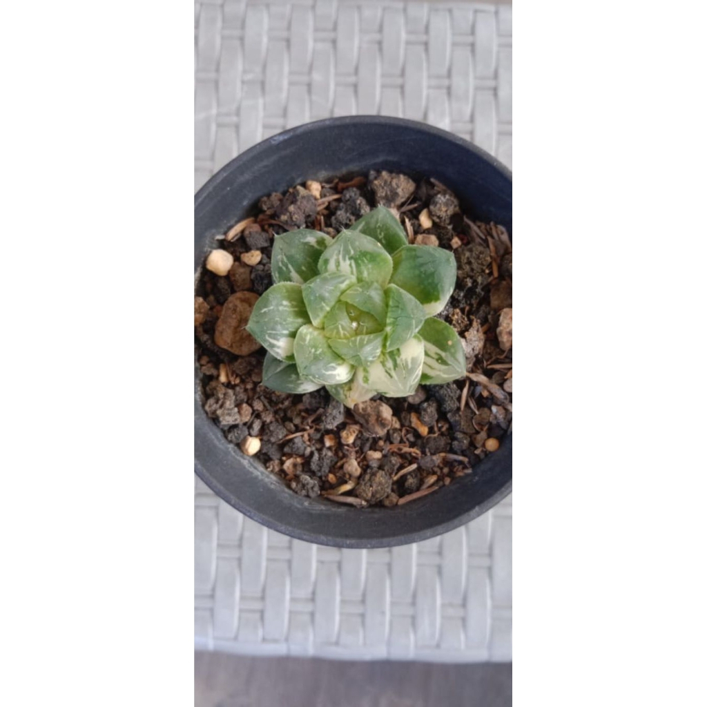 H obtusa wisdom varigata