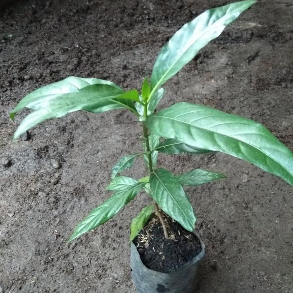 BIBIT TANAMAN MENGKUDU / PACE