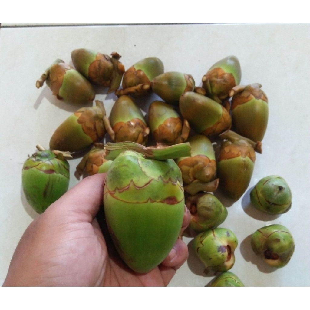 Beluluk kelapa