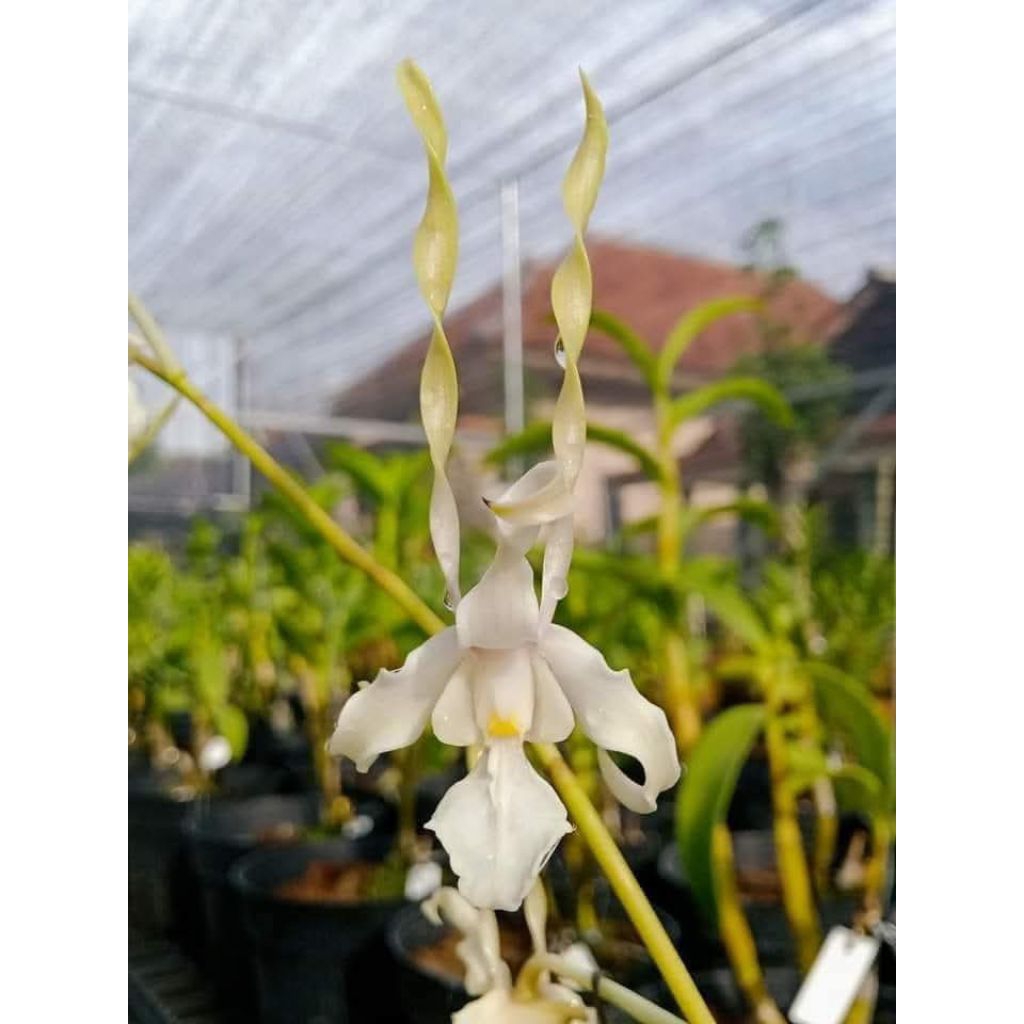 Dendrobium Strebloceras
