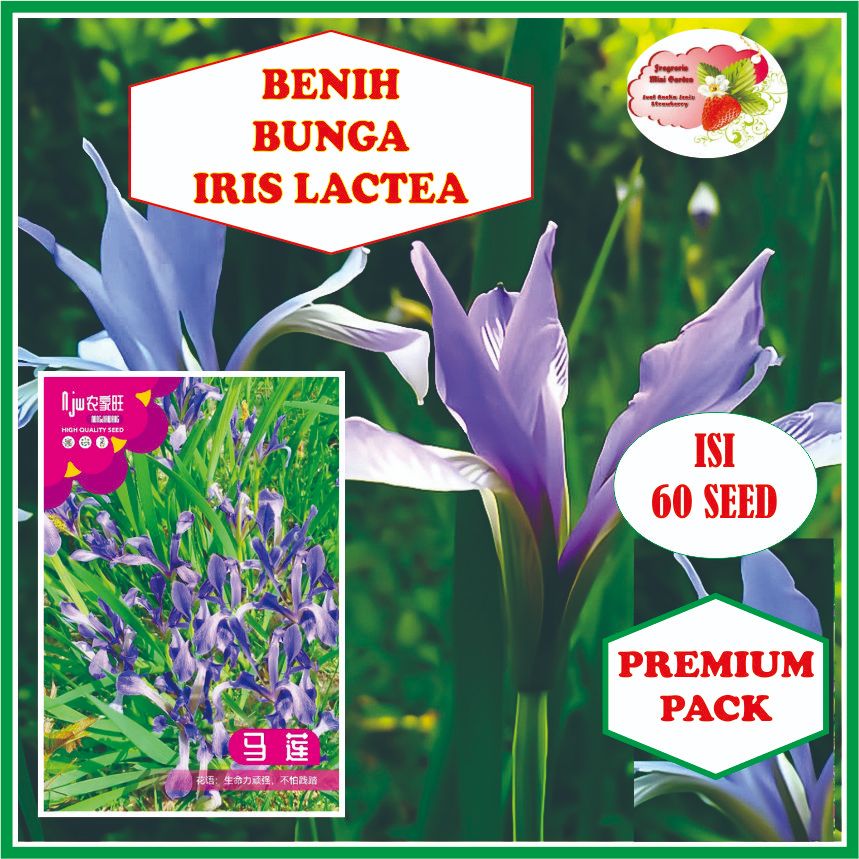 BENIH BUNGA IRIS LACTEA ISI 60 BIJI
