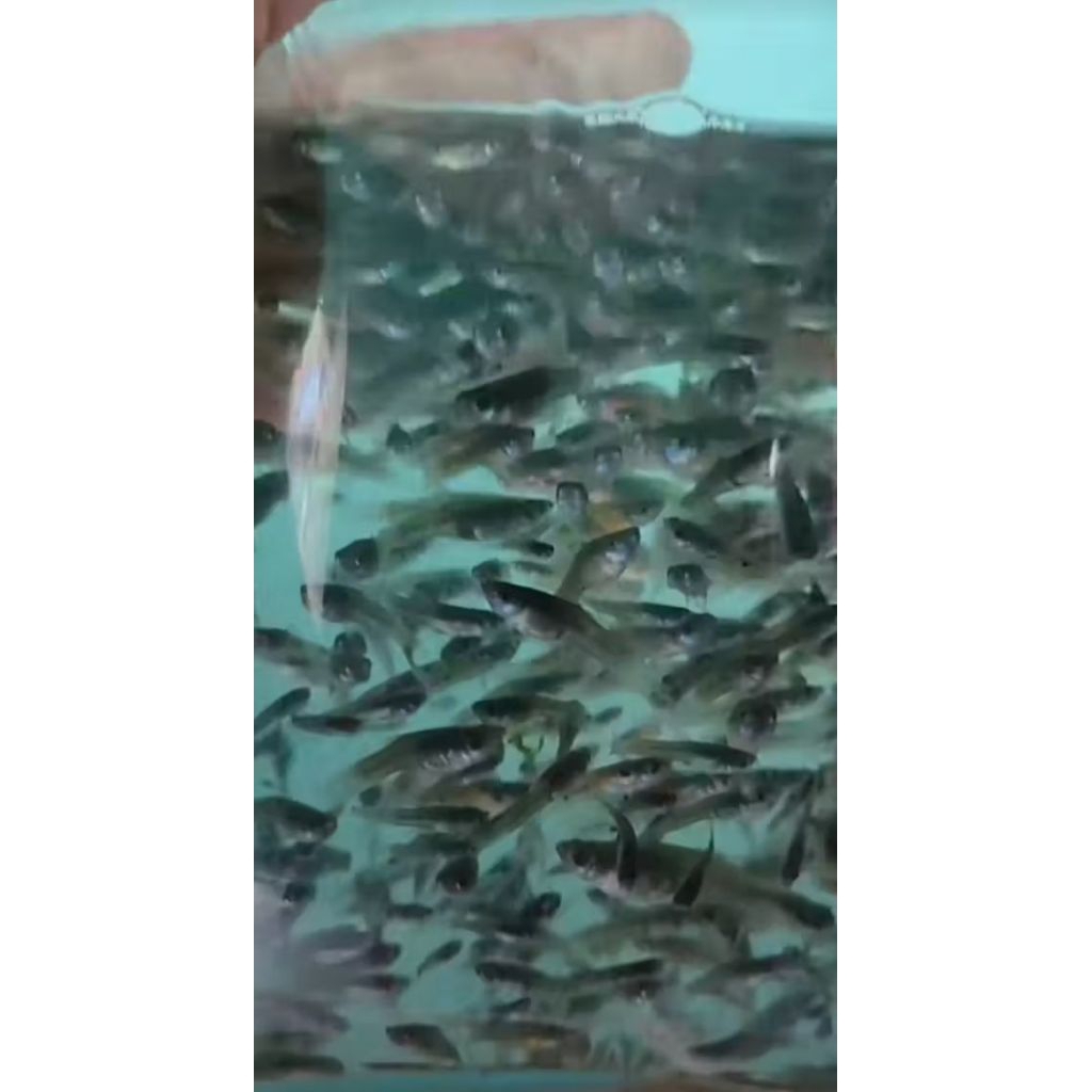 Cere/Gatul/Pakan Predator 200 ekor