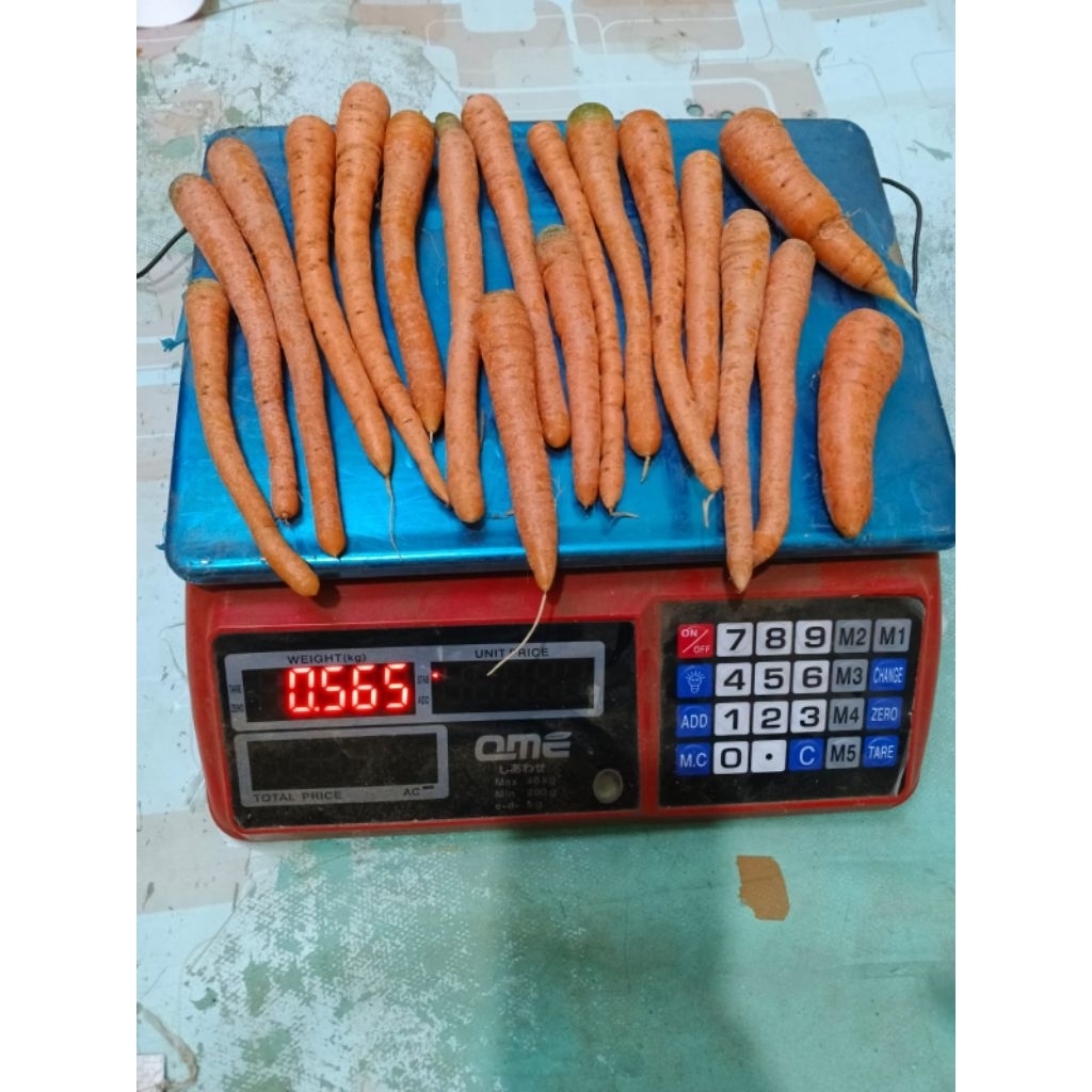 wortel kecil segr 500grm