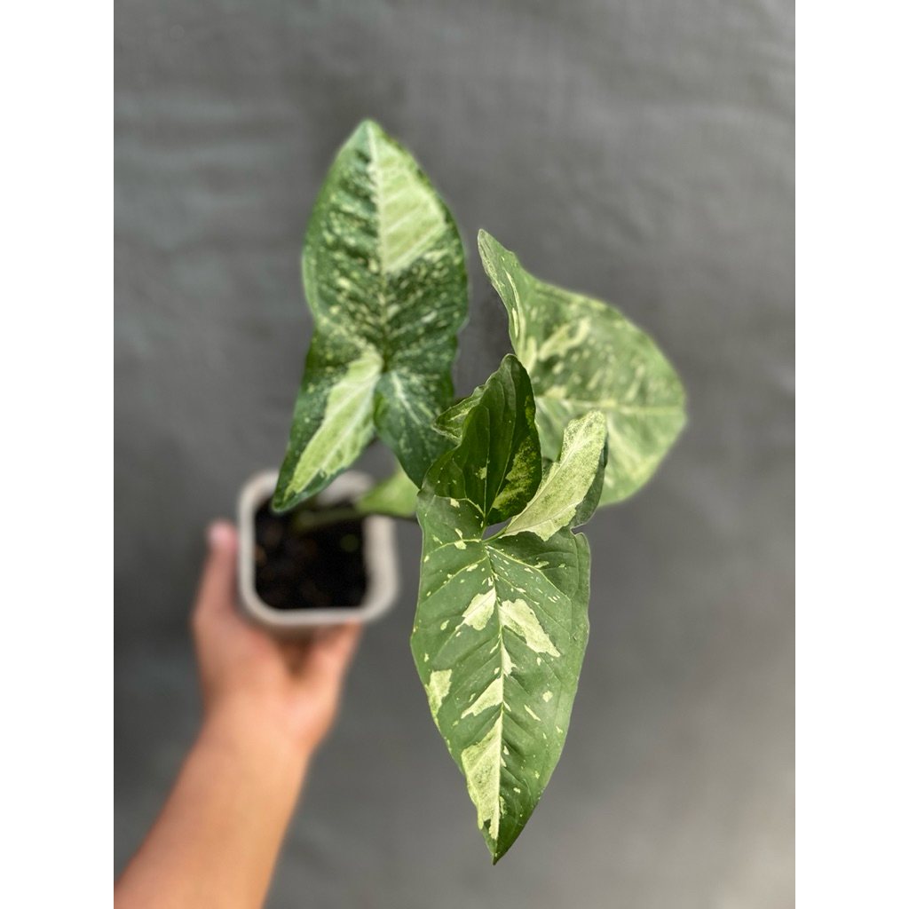 Syngonium panda galaxy
